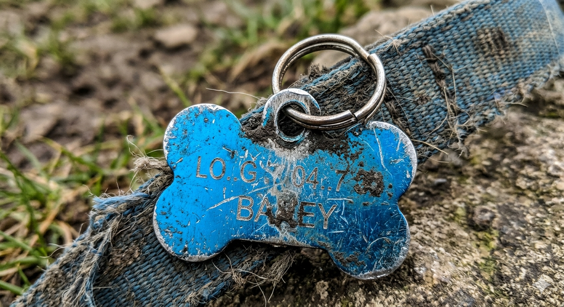 Which Material Lasts the Longest? The Brutal Truth About Pet Tag Durability